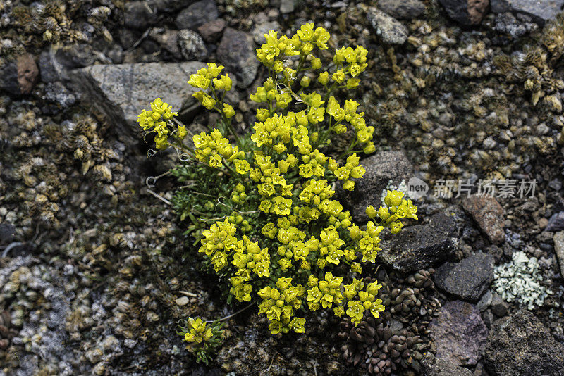 Draba oligosperma，Yellowstone draba，fewseed draba。怀俄明州黄石国家公园。